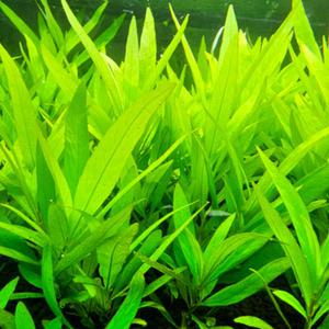 [AD] 완벽 검역 무균 뉴 라지리프 하이그로필라 7줄기 (달팽이 알 100%제로) 후경수초 어항초보