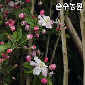 꽃사과나무 묘목, 데코벨 개화주 R3cm(분) 1개/조경수
