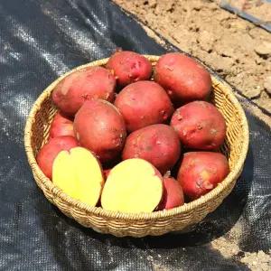 [농산물마루] 국내산 홍감자 산지직송 2kg 3kg 5kg 10kg