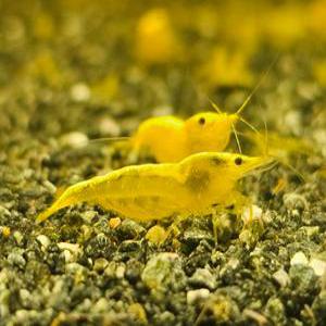 골든백 관상용 새우 10마리 키우기