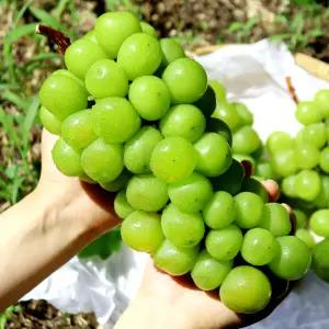 달콤한 샤인머스켓 2kg(5-6송이/2-4송이)