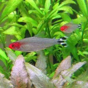 [춘자네수족관]열대어, 러미노즈 테트라 [5마리]