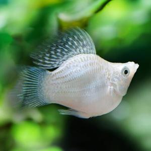 [춘자네수족관]열대어, 화이트 풍선몰리[5마리]