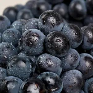 영동 캠벨 포도 2kg(5-9수)