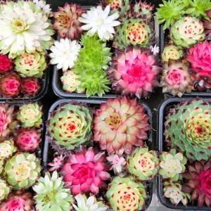 [정해바바] JB-이삭 다육식물 바위솔(모음)-형광바위솔 다양한 색상