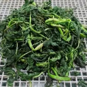 산들아리 해발 높은 정선 영월에서 자란 향긋한 곤드레, 삶은 뒤 바로 냉동해 신선함을 살린 곤드레