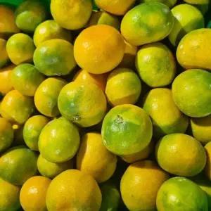 제주 햇 노지감귤 (극조생)5kg 랜덤과