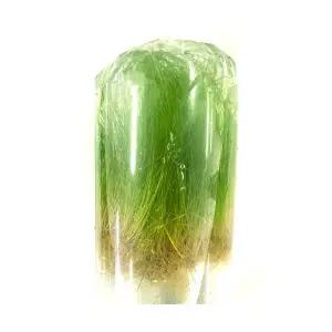 미니헤어글라스 (40뿌리) 전경수초