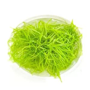 니그로 워터론 소스컵 (40뿌리이상) 전경수초