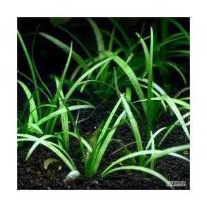 사지타리아 스프라타 (3촉) 전경수초