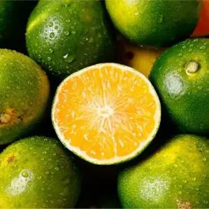 고당도 제주 감귤 극조생 4.5kg