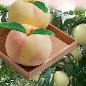 고당도 못난이 설리복숭아 2kg 7-9과 사이즈랜덤 겨울복숭아 가정용