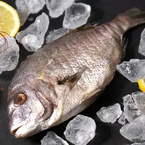 [품질보장] 국내산 반건조 손질 참돔 300g x 3팩