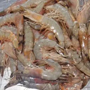 빌리푸드 군산 산지 자연산 대하 새우 1kg