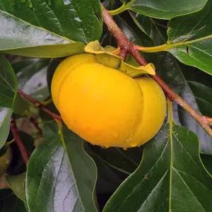 초록초록팜 순천 단감 10kg 대 (41-50과) 제철 과일 아삭 부유 차량