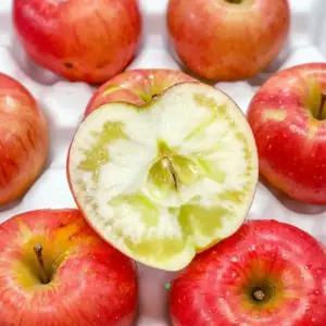 [사과 국내리뷰수2위!] 2025년 햇사과 당도선별 고당도! 산들앤 홍로 꼬마사과 가정과 2kg (12~16과)