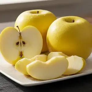 노란빛 시나노골드사과 산지직송 고당도 가정용 황금사과 2kg 16과내외