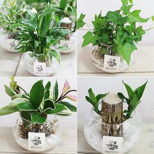 [가꾸지오] 초보자도 쉽게 키울 수 있는 수경식물세트