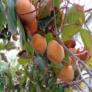 [나무의모든것]감나무묘목 접목묘(야오끼.대봉.둥시,태추,단감)