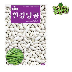 흰강낭콩씨앗 30g 흰색강낭콩종자 텃밭채소씨앗
