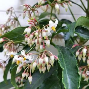 [소나무길] 부자되는 만냥금 중형 공기정화 선물 2000