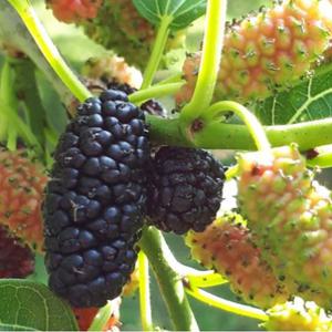 2025년 명품 황토 햇 오디 10kg/100%오디즙