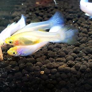 스노우화이트 구피 1쌍