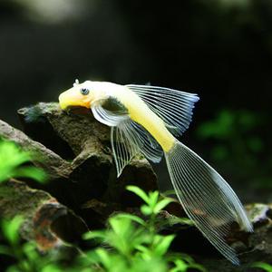 열대어 관상어 청소물고기 / 안시 L-144 롱핀 3~4cm [1마리 ]