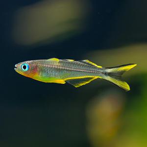 관상어 열대어 레인보우과 / 뽀뽄데타 레인보우 [5마리]