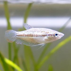 [신세계수족관] 피그미 구라미 2~3cm급 4마리