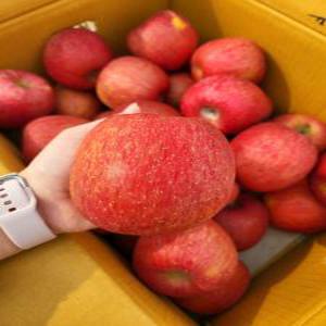 장수사과 부사 일반 흠집 사과 5KG 1박스