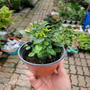 오렌지자스민 소품 10~25cm 29