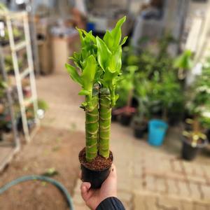 황금죽 행운목 드라세나 중품 35~50cm 79