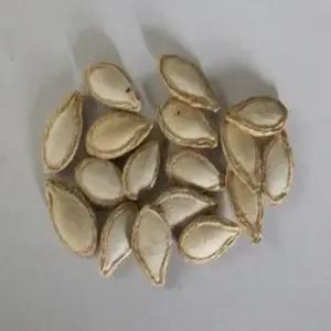 청호박 씨앗   30 립