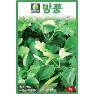 다농 방풍 씨앗 1g 토종 방풍씨 나물 약초 종자