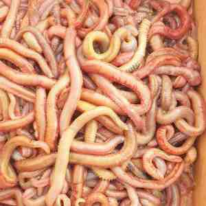 혼무시 참갯지렁이 1kg 국산 돌돔미끼 원투낚시