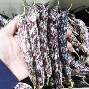 국산 순창 고창 껍질째 호랑이강낭콩 3kg /25년햇