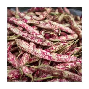 국산 햇 호랑이콩 햇콩 밤콩 1kg 2kg