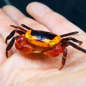 애플 크랩 (Apple Crab) 1마리 2.5cm급