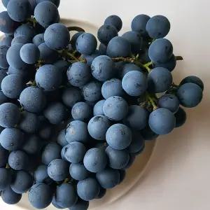 때깔찬 고당도 머루포도 MBA 포도 실중량 2kg (송이수랜덤)