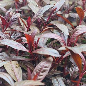 하이그로필라 레드 수상엽 10촉 수초 어항 수족관