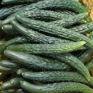 알뜰 국산 못난이 가시 오이 10kg 45~50개 못난이 오이 한박스 오이지오이 생오이 어글리채소