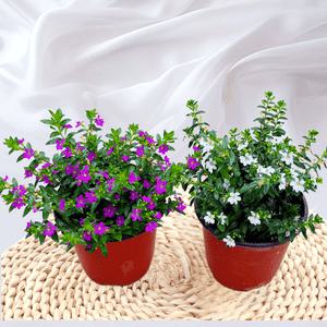 쿠페아 구피아 사계절 야생화 식물 화분 3종 색상 A03