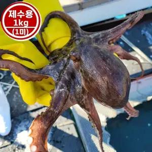 국내산 통영 활 문어 (제수용) 돌문어 (1kg 1미)/당일 조업 빙장포장/추석 설날 명절 제사용