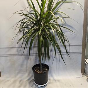 플랜츠영 마지나타 외목대 중대품 반려식물 공기정화 60-80cm 149