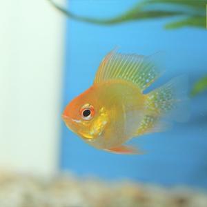 나나아쿠아 열대어 골든볼 라미네지 1마리