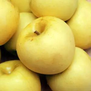 옥이네청과 시나노골드 햇 사과 3kg 중소과 15-18과 황금사과 못난이사과