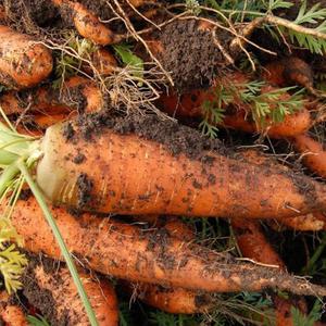 국내산 제주 구좌 햇 쥬스용 흙당근 특 1kg내외 사이즈랜덤