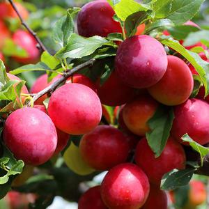 자두나무 묘목 왕피자두 추휘자두 3년생 중묘 포트묘 과일재배 수확 유실수