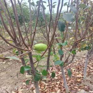 향수묘목농원 대실모과나무 3년생분묘